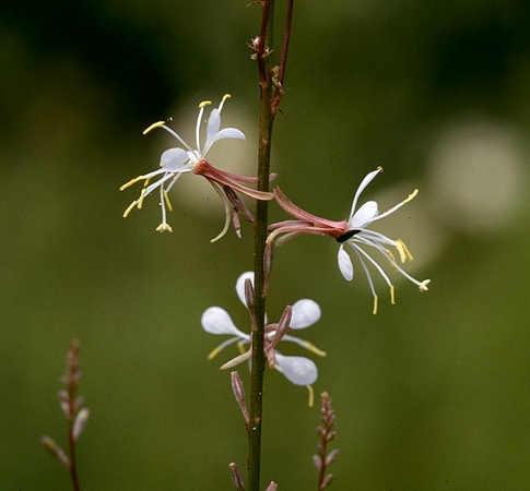 {Gaura filipes}